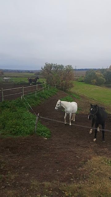 Лошадки. В Суздале.!