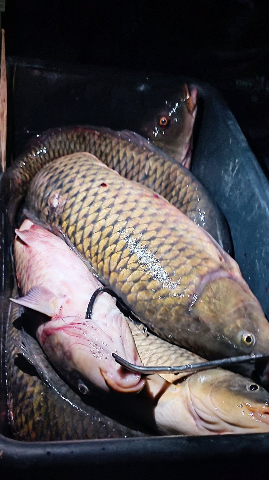 осенняя рыбалка на раскатах