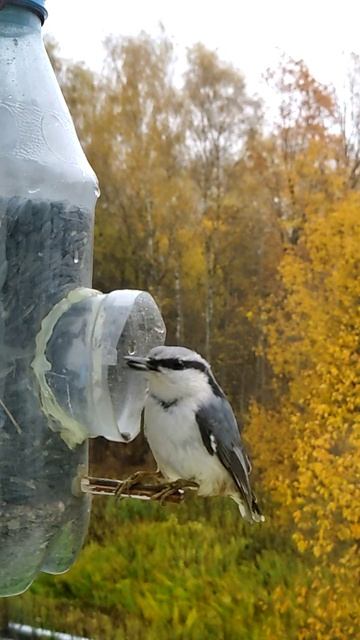 Поползни -по одной не берут !!!