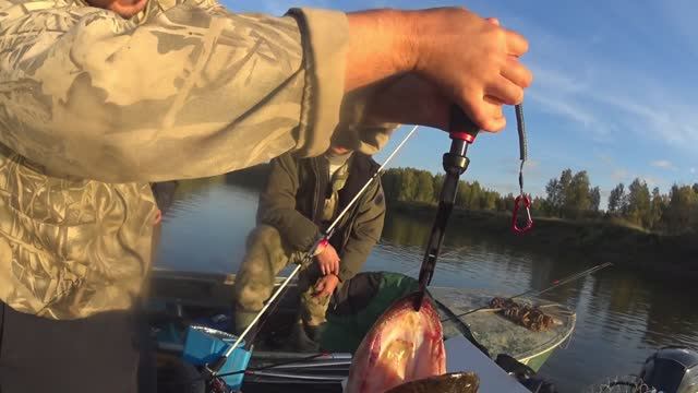 Рыбацкие будни на Лозьве. Сентябрь 2025.