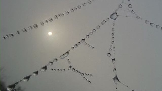 Доминутки ))). Паутина на восходе