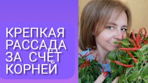 Рассада с крепкими корнями сразу. Проверено временем