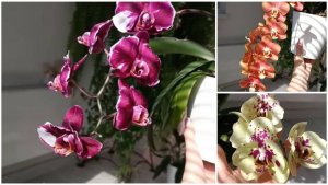 Мои ЦВЕТУЩИЕ ОРХИДЕИ 🌸🧚🦋 Обзор КаШпО в магазине✅ #орхидеи