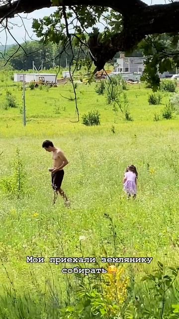 Собирают землянику 🤭 смотреть онлайн