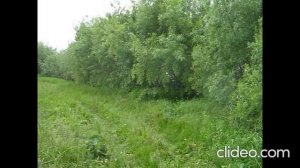 ч..2.Место гибели Янки Дягилевой