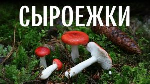 Для новичков. Сыроежки. Михаил Вишневский