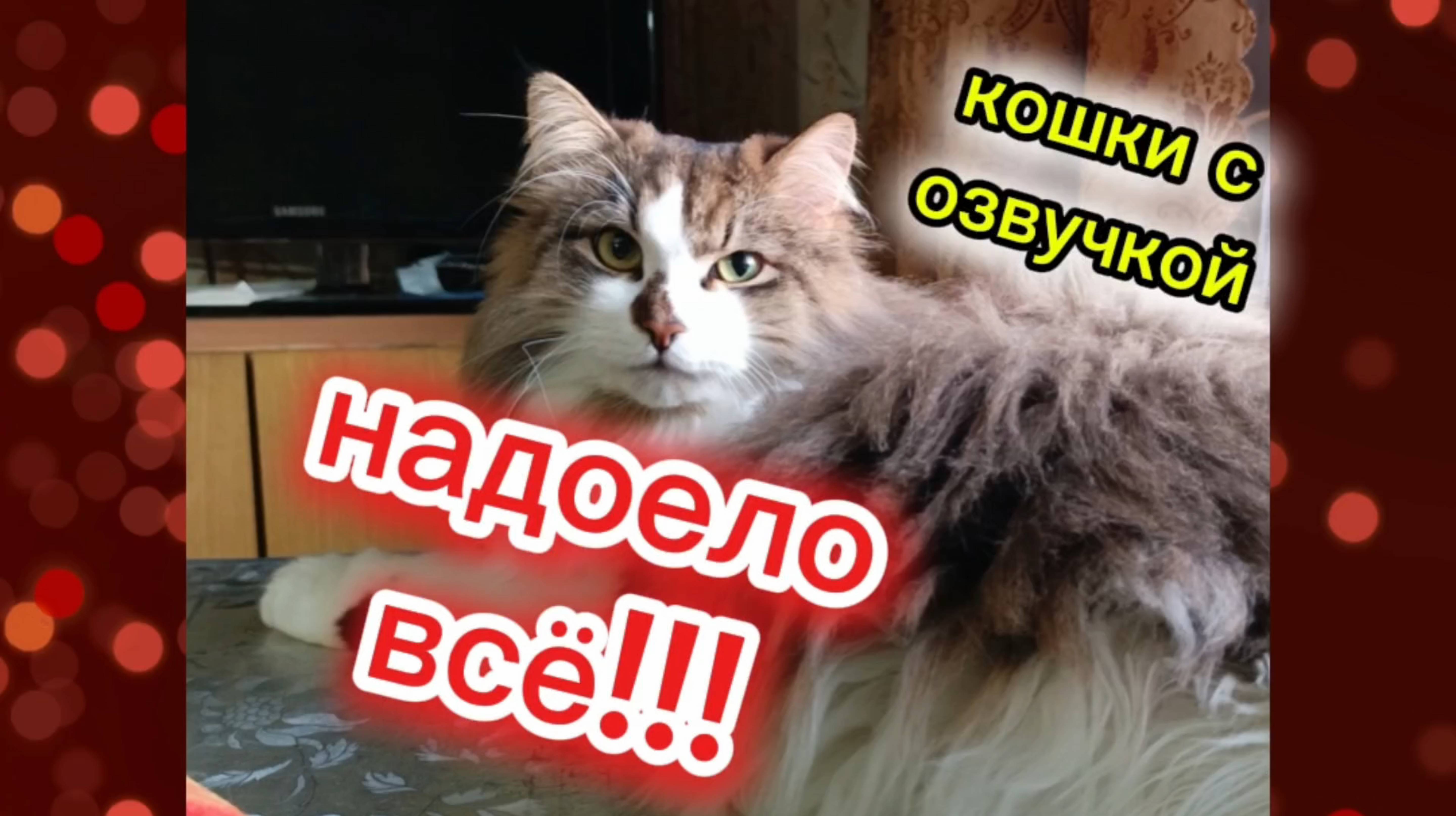 Кошки с озвучкой. смотреть онлайн