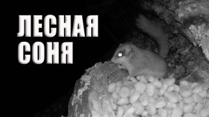 Лесная соня, таинственный житель наших лесов  ФОТОЛОВУШКА В ЛЕСУ