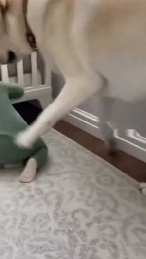 Четвероногие спасатели ⛑️