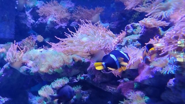 Рыбки, Москвариум