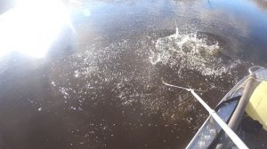 Трофейчик .Лозьва.