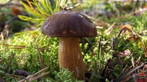 Грибные новости от 20  октября 2025 г./ Смоленская обл.