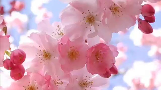 Spring. Antonio Vivaldi
