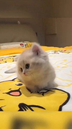 Смешные животные.