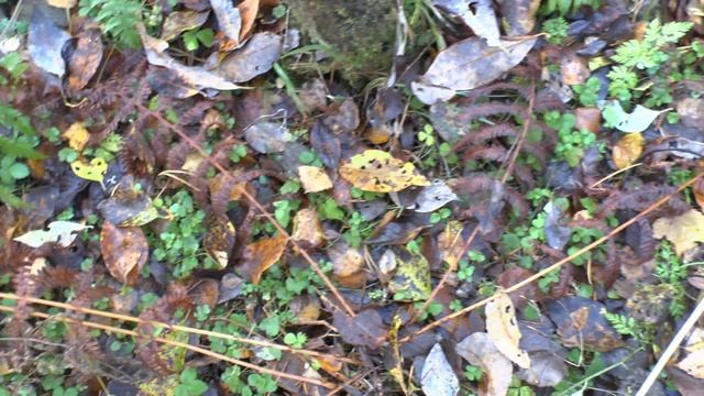 Фильм 62. Партизанский лес. Часть 2