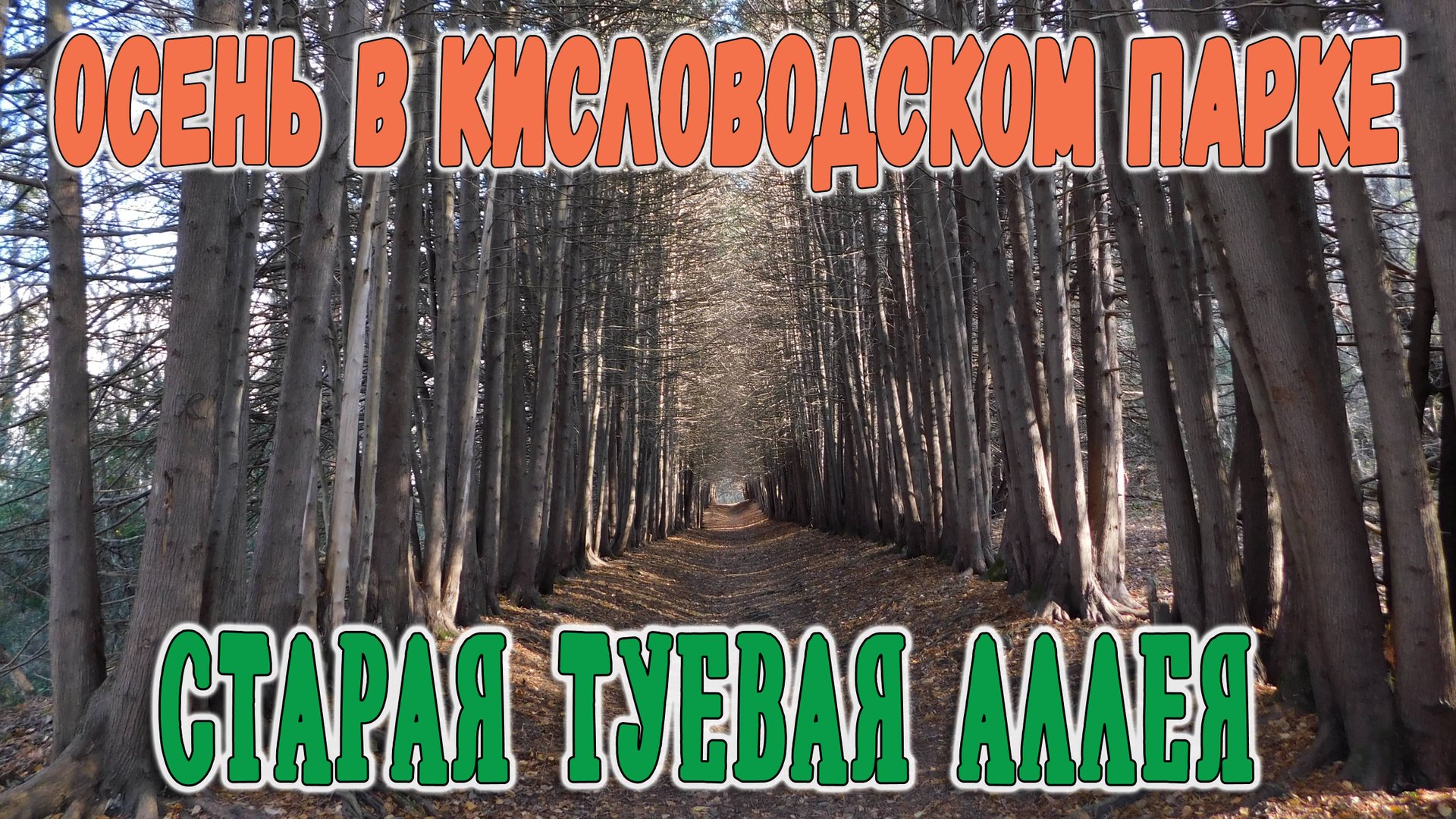 Старая туевая аллея в осеннем Кисловодском парке смотреть онлайн