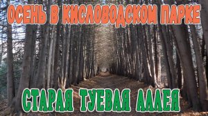 Старая туевая аллея в осеннем Кисловодском парке