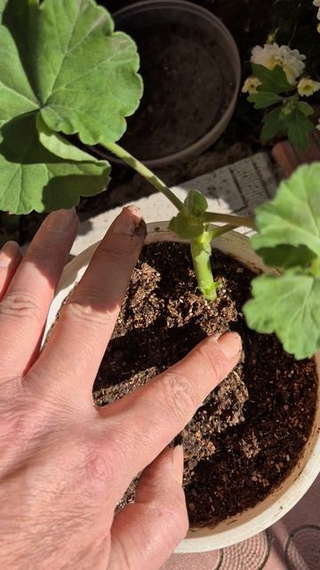 Бабушкин способ посадки  пеларгонии