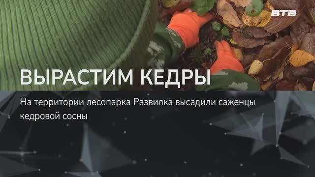ВЫРАСТИМ КЕДРЫ смотреть онлайн