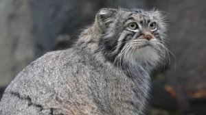 Манул Тимофей "добывает" перепелку из пакета