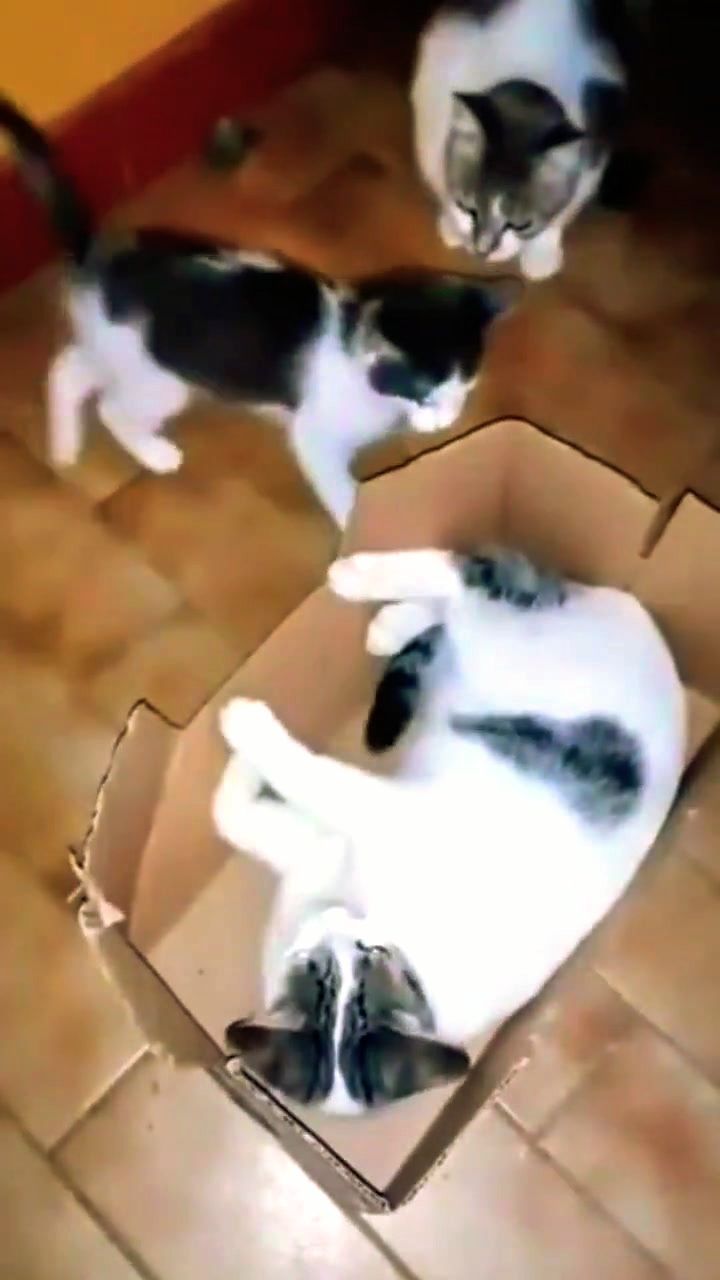 Хорошо, что мама, не Я! Юмор с животными. смотреть онлайн