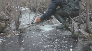 Охота на бобра капканами. Как поймать бобра.