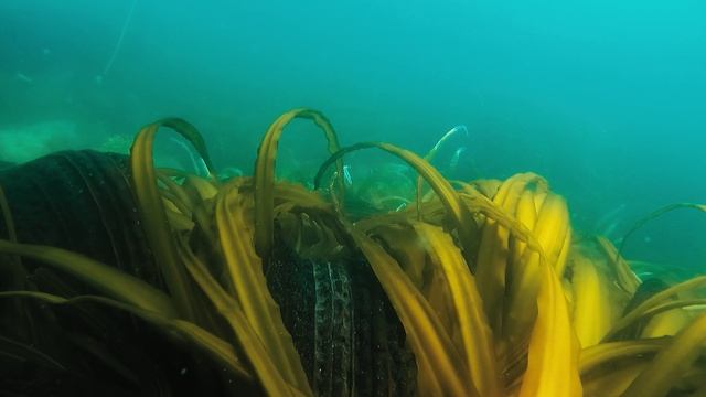 Доминутки ))). Море. Рамон Гомес де ла Серна