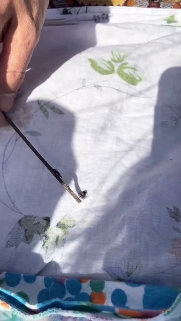 Нашли клеща в лесу😳 смотреть онлайн