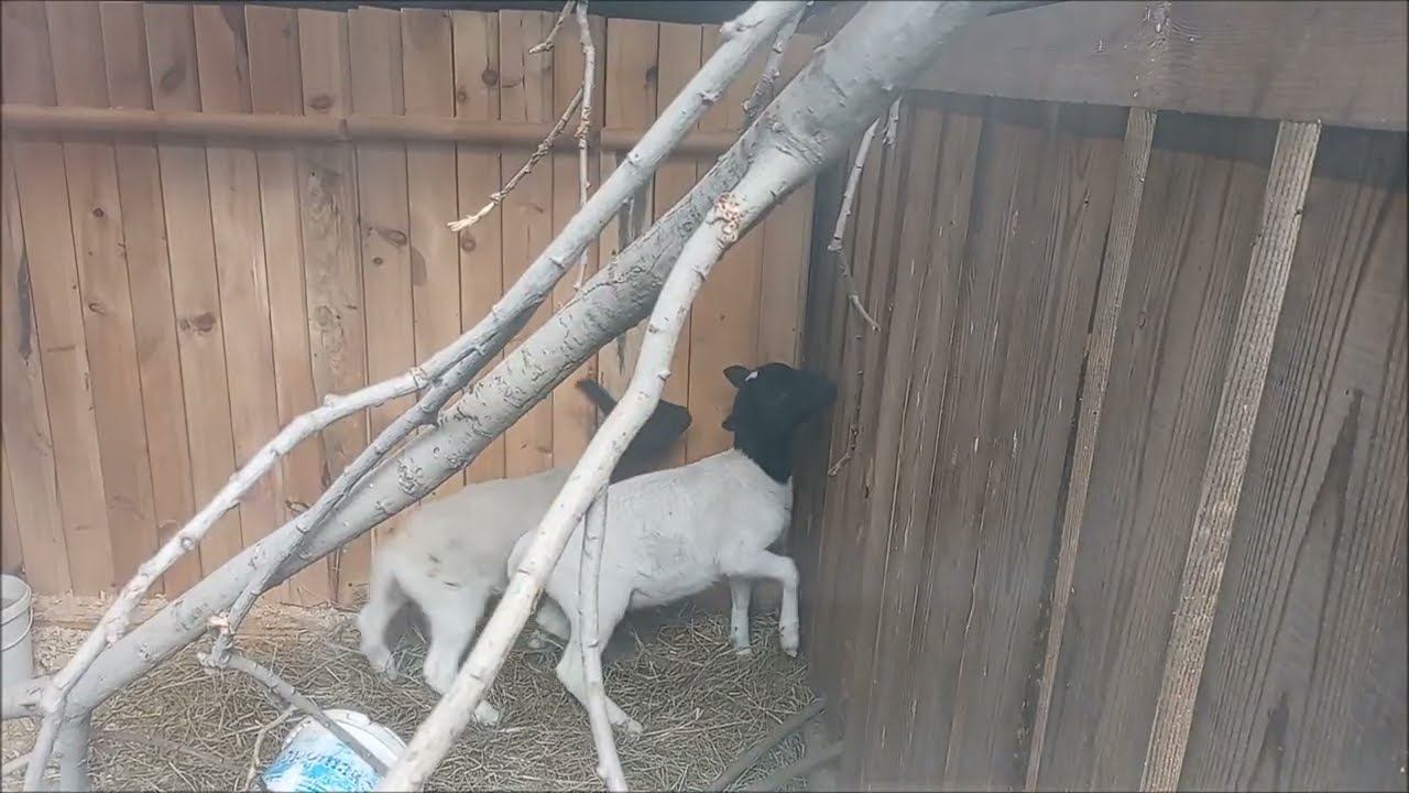 Овцы и телёнок в "Малых Хрустах" 22.10.2025 смотреть онлайн