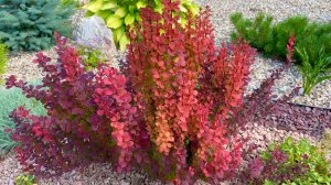 Удивительный мир барбарисов. Яркие акценты в саду. От карликовых до высокорослых.