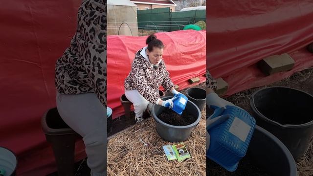 Формула идеального грунта для зимнего огорода - что намешать в землю смотреть онлайн