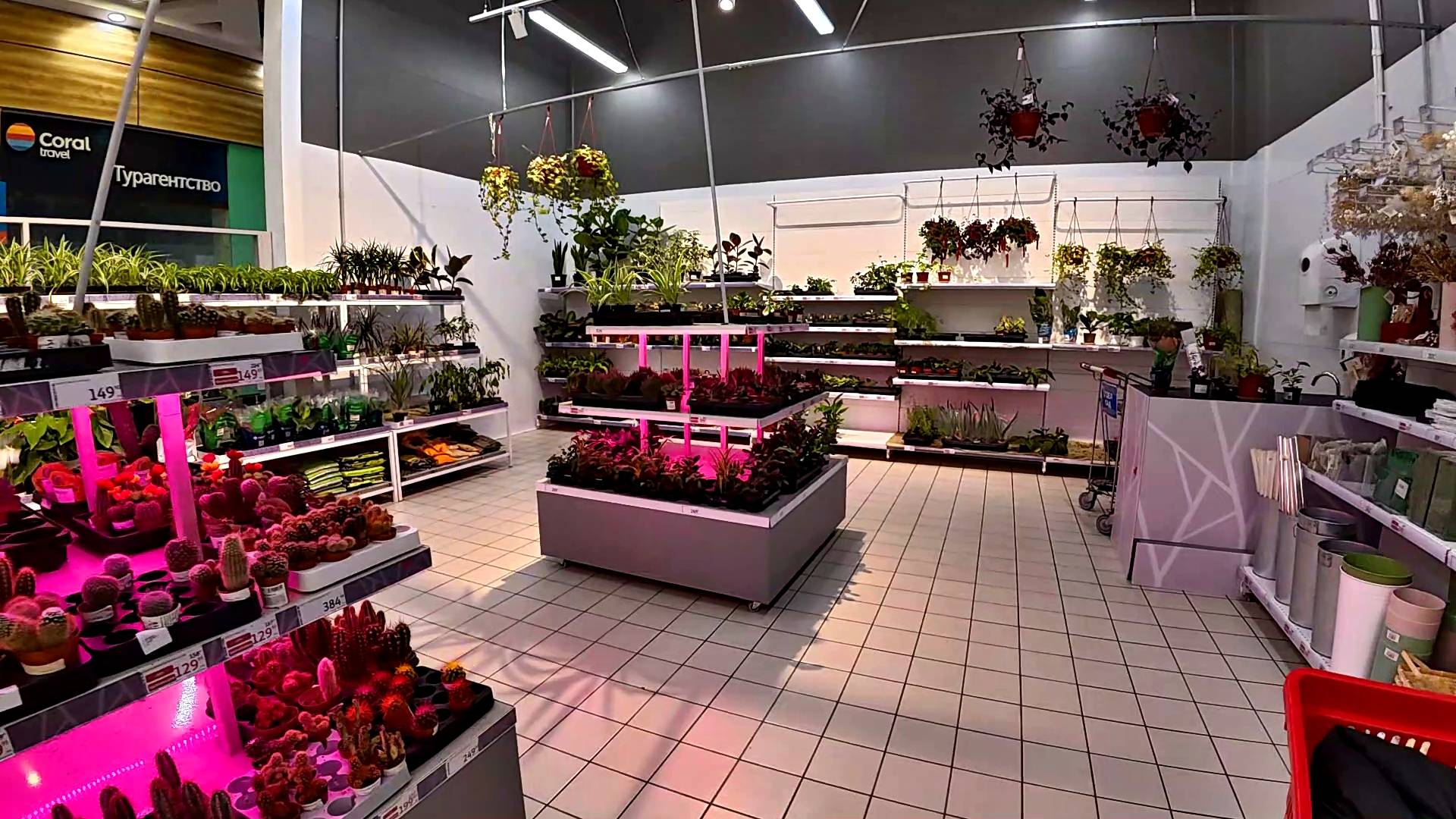 МОСКВА. АШАН. ЦВЕТОЧКИ. ЦЕНЫ. смотреть онлайн