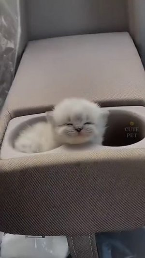 Приколы с котятами