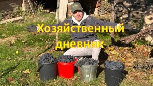 Хозяйственный дневник: кухня и огород