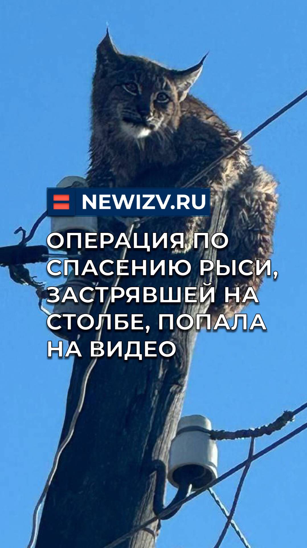 Операция по спасению рыси, застрявшей на столбе, попала на видео смотреть онлайн