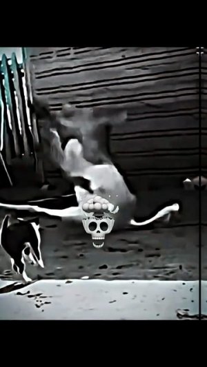 коты сигмы 🤫🤫🤫