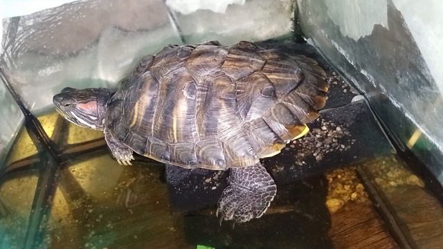 Красноухая черепаха 🐢 греется 23-10-2025 смотреть онлайн