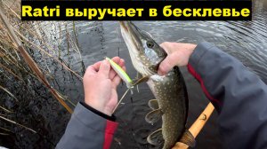 Крупная на крупное? Не всегда. Ратри опять выручает.