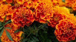 Сею Бархатцы везде и бед не знаю - чай с одним цветком способен вытянуть 1000 болезней!!!