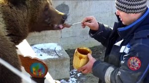 🐻 Медведь Мансур и Мёд