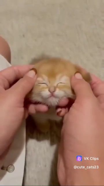 самый милый ролик