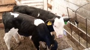 Новая порода на хозяйстве/Приехала первая партия бычков