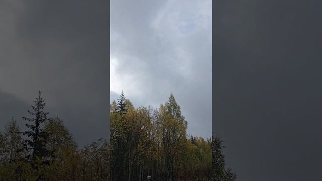 Отвод и таксация лесосек Пермский край. ИП ИЛЬИНЫХ. 89822547242.