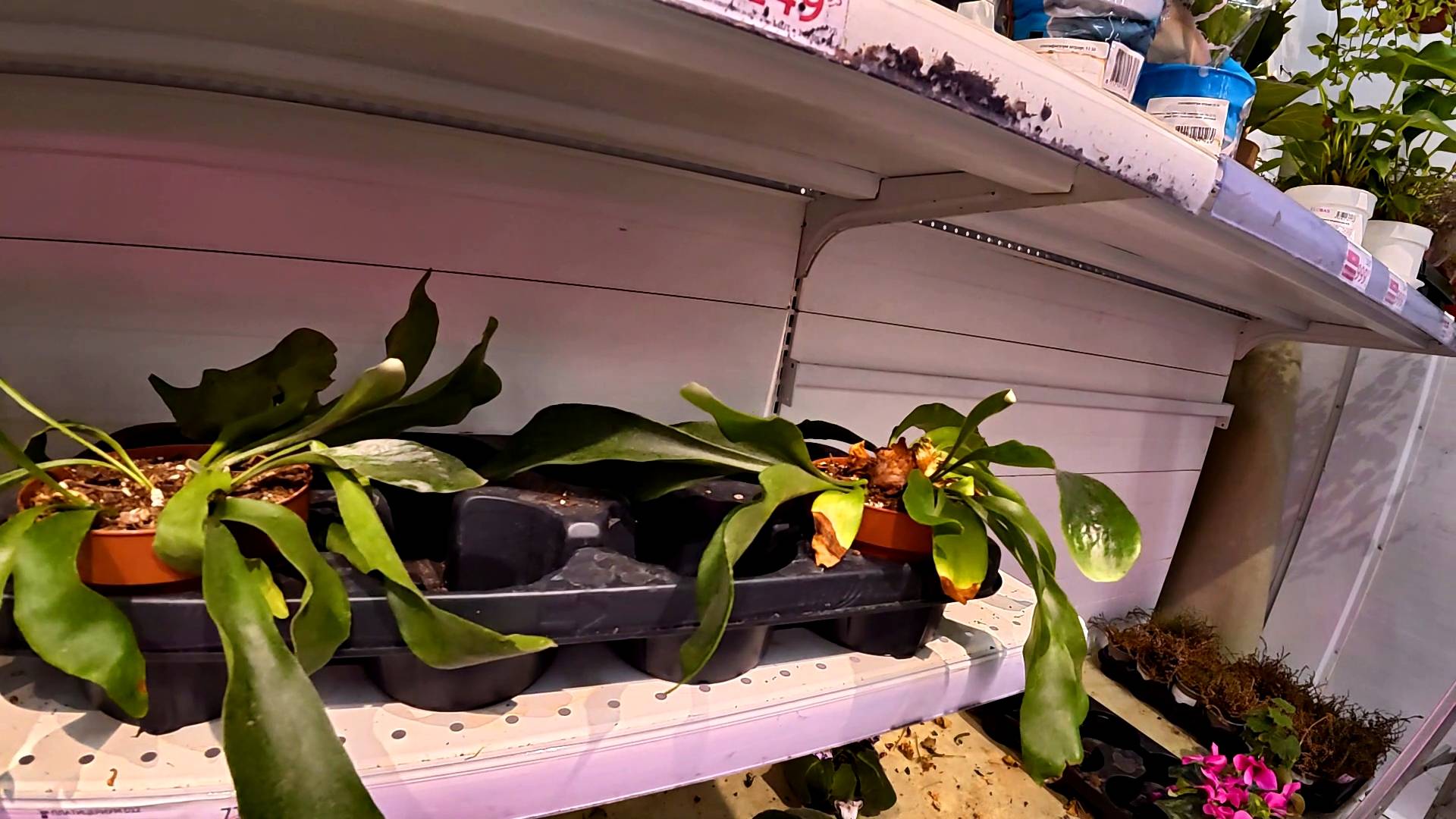 ЖАЛКО ЦВЕТОЧКИ... МОСКВА. АШАН. смотреть онлайн