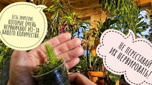 Распаковка покупок с Рептилиума. В этот раз кучка орхидей и необычных растений. Завела хищников!