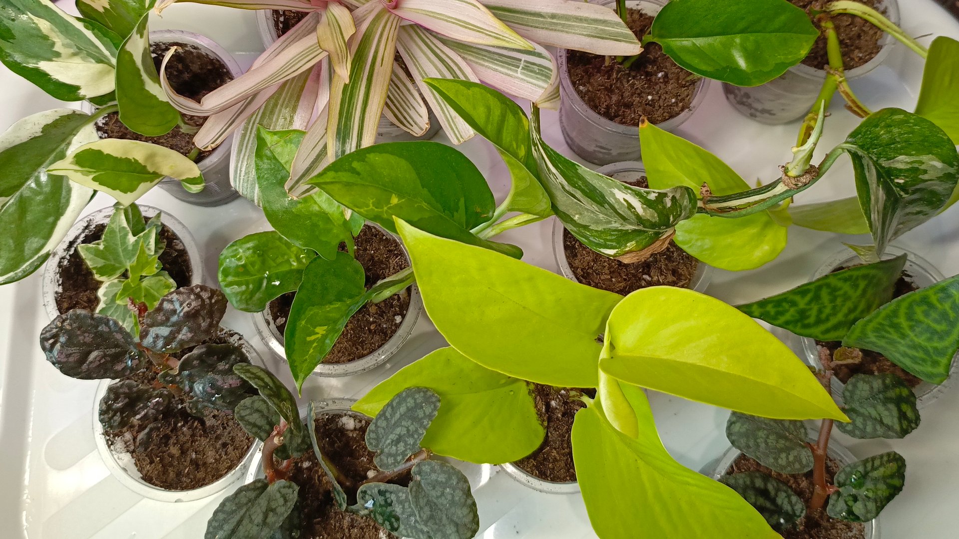 Комнатные растения. Посадка сциндапсусов, пеллионии смотреть онлайн