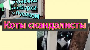 Коты скандалисты и обычный день из жизни с животными