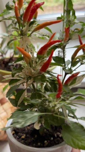 Растение в подарок. Мой новый житель