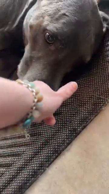 Вашему вниманию пёс который очень злится - когда у него воруют нос. смотреть онлайн