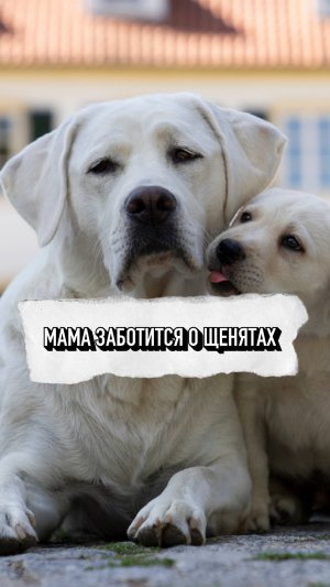 Мама защищает своих щенят ❤️